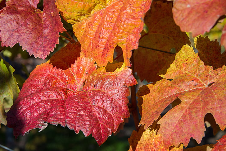 jeseni, listi, spadajo listi, Jesenske barve, padec barve, jesensko razpoloženje, zlati oktobra