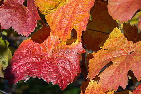 Outono, folhas, folhas de outono, cores de outono, cor de outono, humor de outono, Outubro de ouro