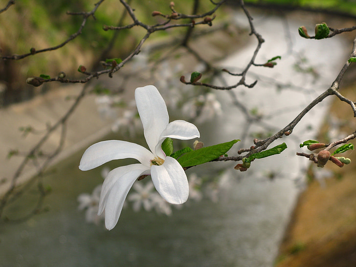 lill, Magnolia, puu, õis, Bloom, valge, õitsev