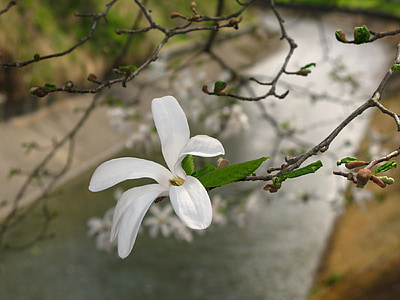 flower, magnolia, tree, blossom, bloom, white, blooming