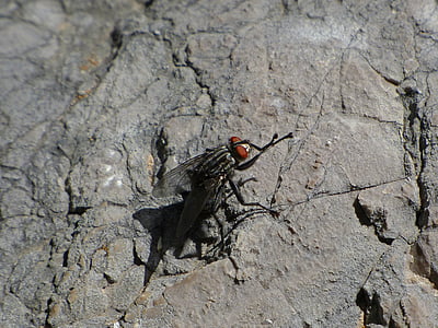 botfly, fly vironera, sarcophaga carnaria, fly of the meat, gadfly, scrub legs, nature