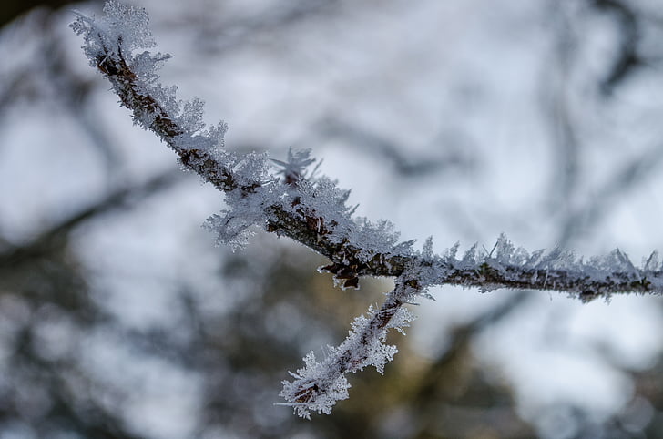 es, cabang, musim dingin, salju, kristal, salju kristal, dingin