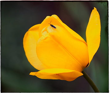 Tulip, gul, blomst, blomster, forårsblomst, natur, plante