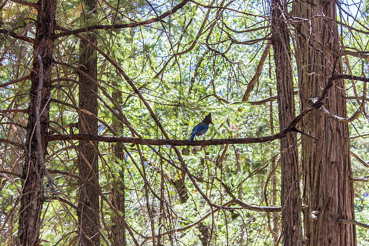 forest, bird, woodpecker, blue, trees, natural, branch