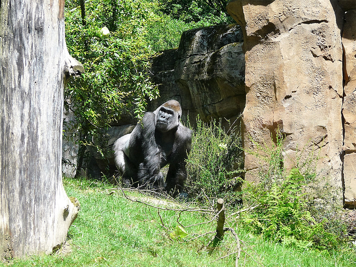 Gorilla, állatkert, emberszabású majom, állat