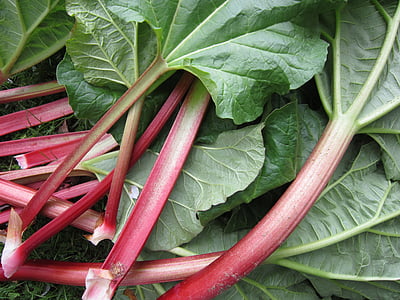 rhubarb, leaves, stengel, vegetables rhabarber, green, fruit, garden