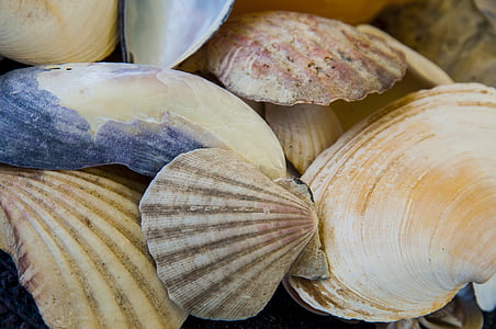 low tide, beach, sea, shells, mussels