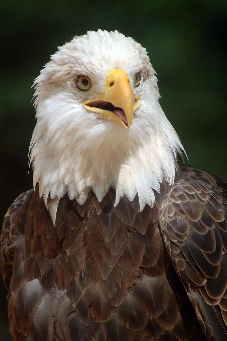 плешив орел, орел, птица, природата, естествени, Американски, раптор