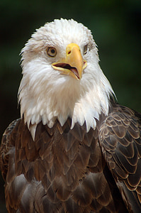 águila calva, águila, pájaro, naturaleza, natural, American, Raptor