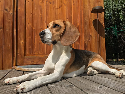 Beagle, câine, câine de vânătoare, animale, graţios, urechile