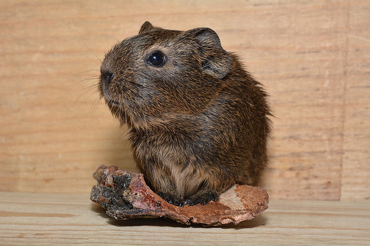 guinea pig, young animal, sweet, cute, pet, fur, small animals