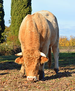 公牛, 牛, 农业, 动物, 喇叭, 鼻子, 反刍动物