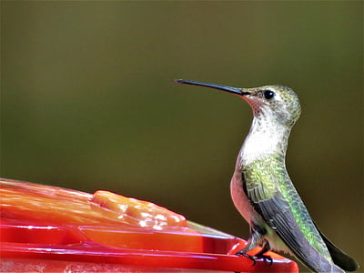 humming bird, green, red feeder, wildlife