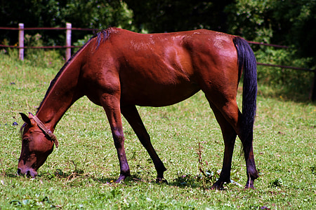 horse, brown, grazing, pasture, coupling, pet, mammal