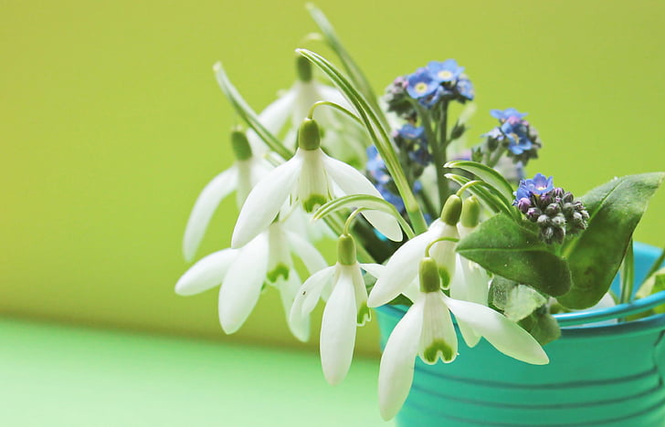 snowdrop, forget me not, flowers, bucket, yellow, green, petrol