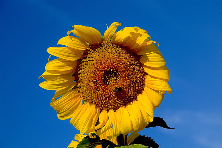 suncokret, pčela, nebo, priroda, cvijet, Poljoprivreda, žuta