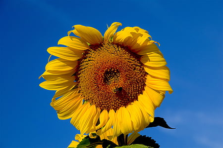 zonnebloem, Bee, hemel, natuur, bloem, landbouw, geel