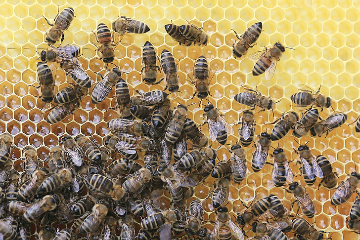 bees, honeycomb, beekeeper, honey, insect, beehive, nature