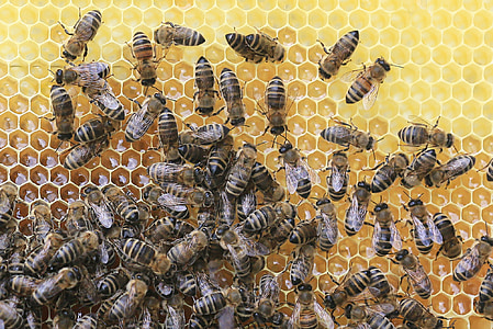 꿀벌, 벌집, 양 봉, 여 보, 곤충, 벌집, 자연