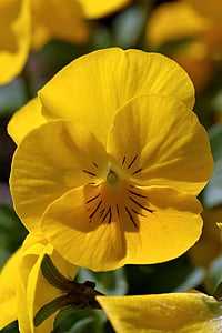 pansy, yellow, single color, macro, garden, spring, flowerbed