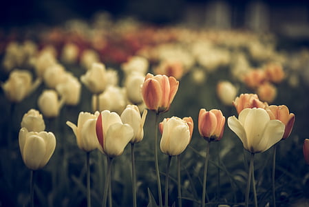 vintage look, tulips, faded, flower, blossom, bloom, close