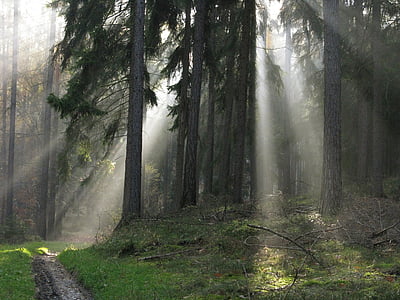 skogen, ljus, naturen, skogar, solen, skugga, dimma