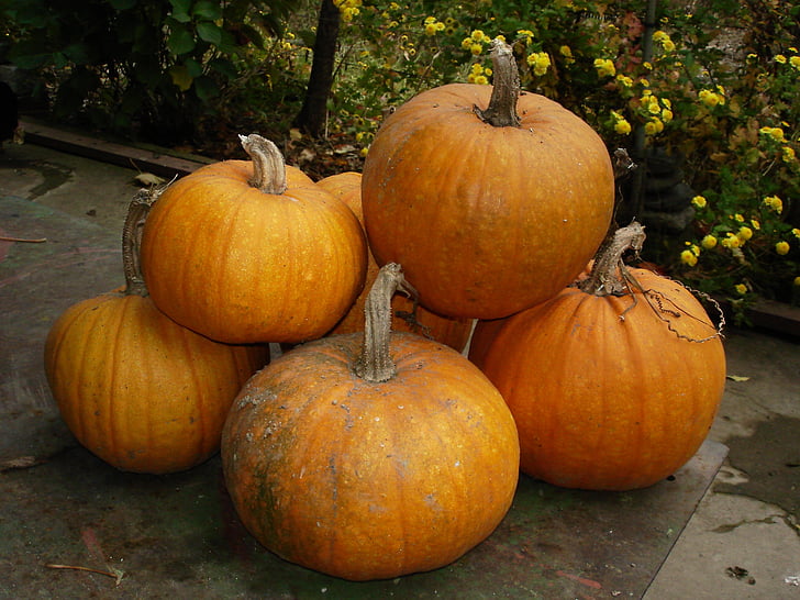 pumpkin, autumn, harvest, october, agriculture, halloween, vegetable