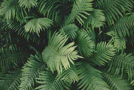 fern, plant, green, outdoors, nature, green color, day