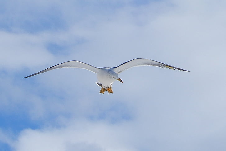 animal, cielo, nube, gull del mar, Seagull, aves marinas, animal salvaje