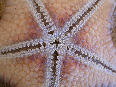 Starfish, sluiten, macro, Close-up, zee-leven, zee dier, Marine