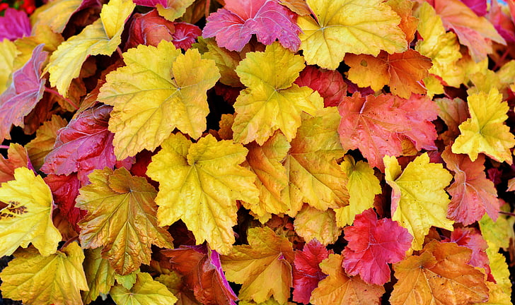listy, farebné listy, jeseň, jesenné farby, objaví, jeseň farby, farebné