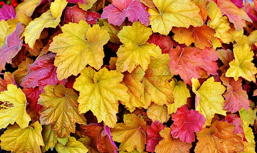 pozostawia, kolorowe liście, jesień, kolory jesieni, pojawiają się, spadek koloru, kolorowe