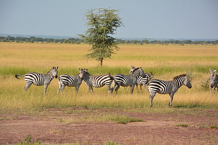 zebras, rebanho, natureza selvagem, Serengeti, África, Parque Nacional, Parque Serengeti