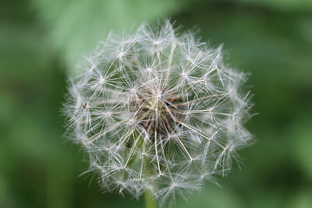 nature, flower, dandelion, dry, seed, fragility, growth