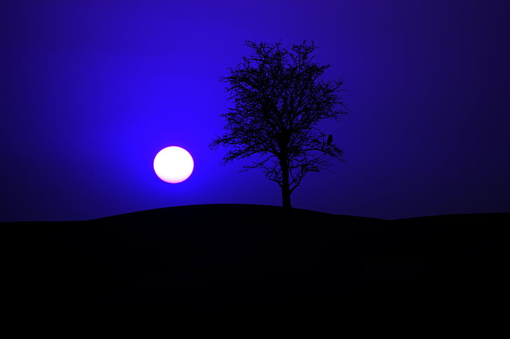 naktī, nakts debesis, mēness, mēness gaisma, debesis, tumsā, koks