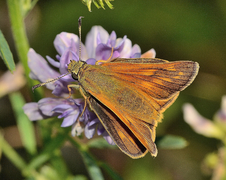insects, butterfly, thymelicus, insect, nature, butterfly - Insect, animal