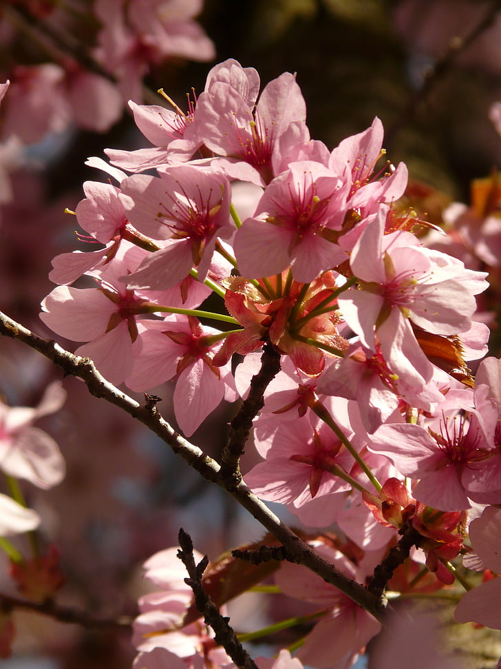 Чери Блосъм, Блосъм, Блум, дърво, японска череша, японски цъфтежа череша, Prunus serrulata