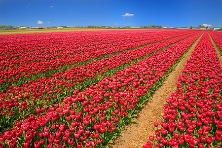 tulip field, tulips, red, holland, nature, flowers, spring