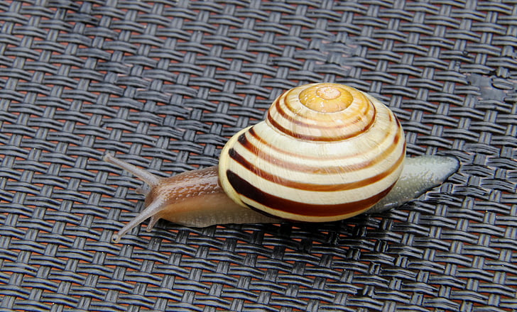 snail, shell, close, nature, mollusk, spiral