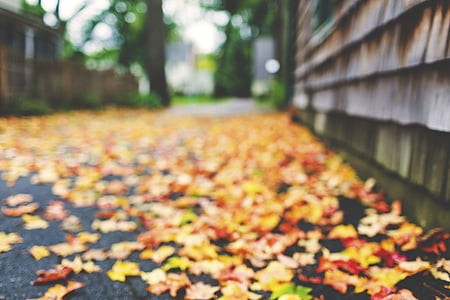 feuilles, automne, l’automne, poids sec, nature, paysage, feuille