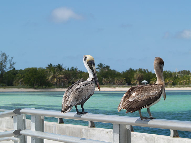 key west, ponto de pesca rua branco, pelicanos marrons, Pelican, pássaro, natureza, vida selvagem