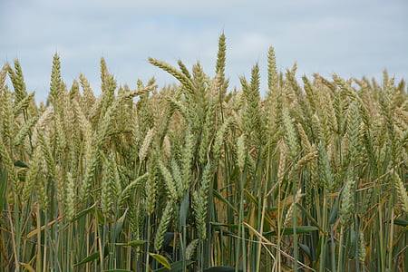 granen, wheats, velden, tarwe-hard, landbouw, spikes