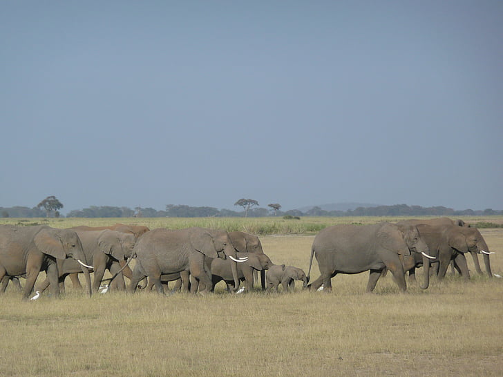 Gajah, Keluarga, Savannah, Kenya, satwa liar, Afrika, kelompok