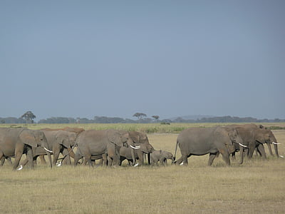 слоны, Семья, Саванна, Кения, Дикая природа, Африки, Группа