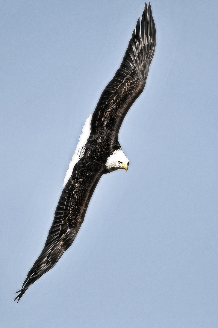 Adler, águila de cabeza blanca, Retrato, Ave de rapiña, pájaro, naturaleza, Raptor
