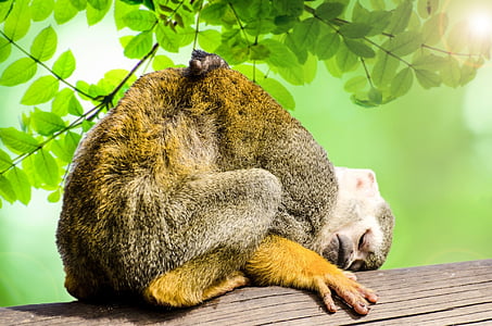 monkey, green, amazon, squirrel, rainforest, tree, snout