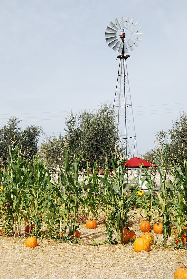 windmill, farmland, pumpkin patch, wind, corn stalk, stalk, pumpkin
