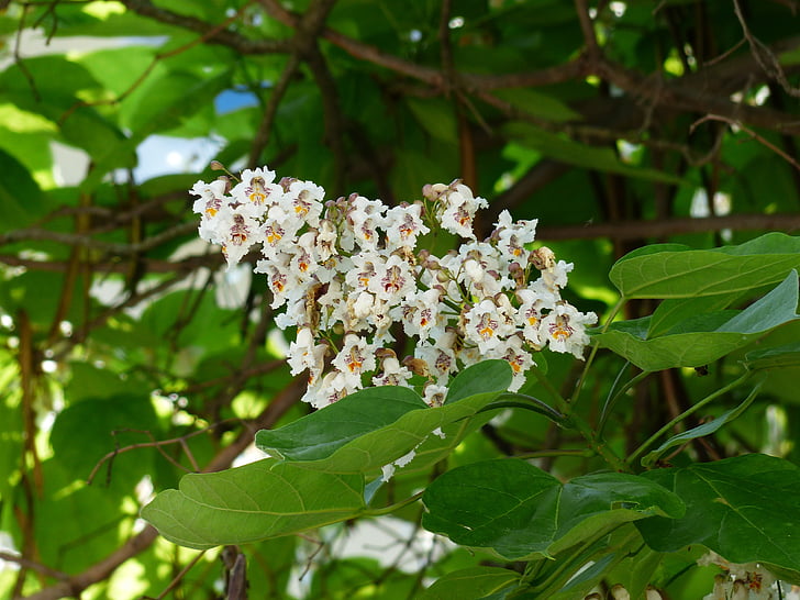 ταξιανθία, λουλούδια, στην άμπελο, λευκό, φύλλα, πράσινο, blütenmeer