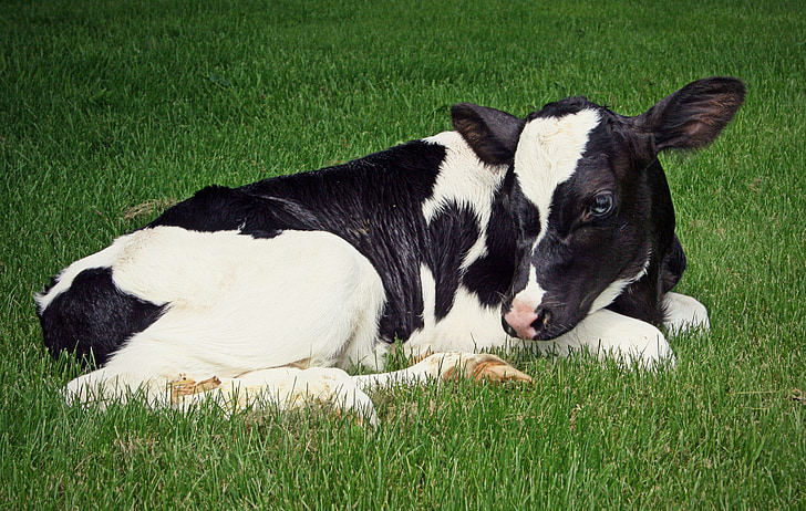 bezerro, Holstein, produtos lácteos, pecuária, bovina