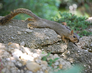 다람쥐, 야외에서, 바위, 귀여운, 포유 동물, 동물, 야생 동물